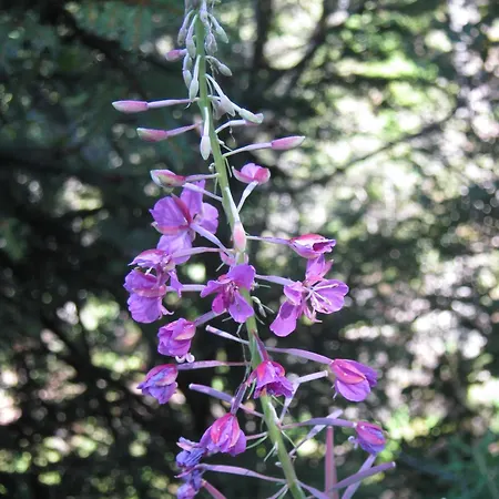 Sportpension Alpenrose Gæstehus Schladming