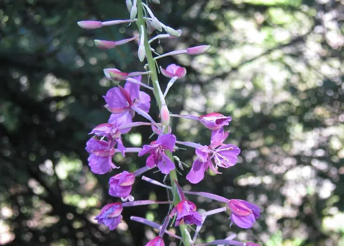 Sportpension Alpenrose Гостевой дом Шладминг